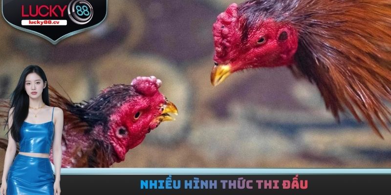 Đá gà LUCKY88 - Trải Nghiệm Hàng Loạt Trận Đấu Kịch Tính